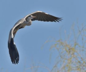 Flying heron Stock Photo 02