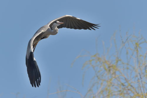Flying heron Stock Photo 02