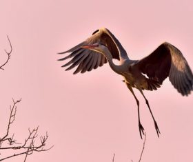 Flying heron Stock Photo 03