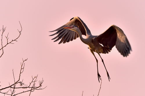 Flying heron Stock Photo 03