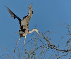 Flying heron Stock Photo 04