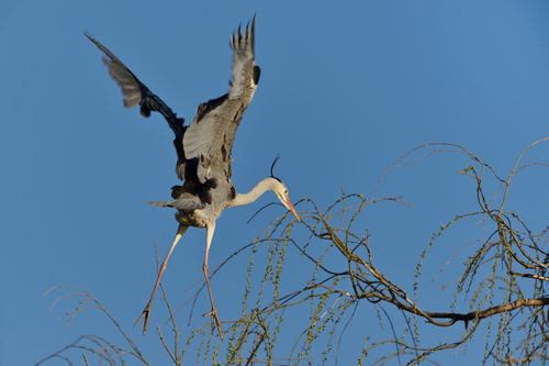 Flying heron Stock Photo 04