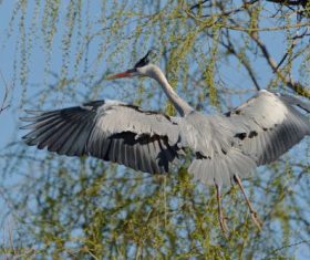 Flying heron Stock Photo 05