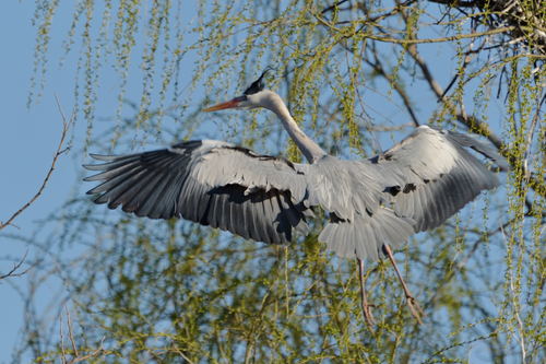 Flying heron Stock Photo 05
