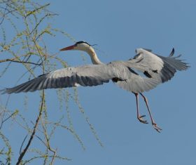 Flying heron Stock Photo 06