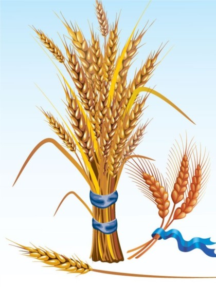 Golden wheat vectors