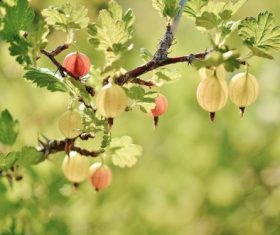 Gooseberry on a branch Stock Photo 01