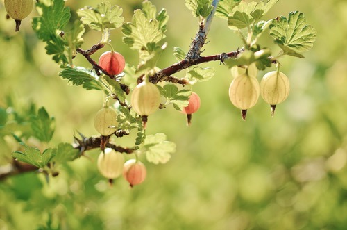 Gooseberry on a branch Stock Photo 01