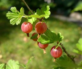 Gooseberry on a branch Stock Photo 02