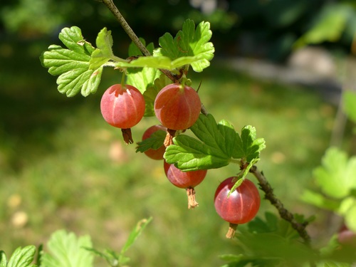 Gooseberry on a branch Stock Photo 02