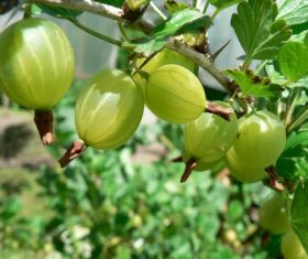 Gooseberry on a branch Stock Photo 03