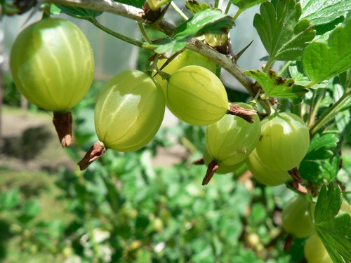 Gooseberry on a branch Stock Photo 03