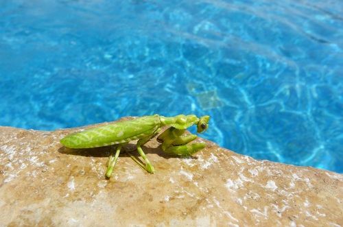 Green mantis Stock Photo 01