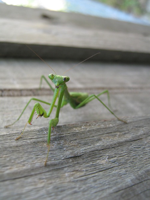Green mantis Stock Photo 02