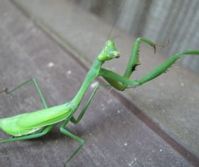 Green mantis Stock Photo 05