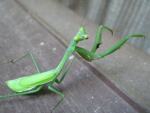 Green mantis Stock Photo 05
