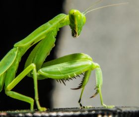 Green mantis Stock Photo 06