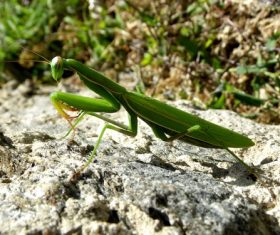 Green mantis Stock Photo 07