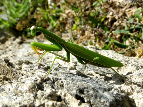 Green mantis Stock Photo 07