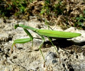 Green mantis Stock Photo 08
