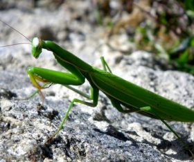 Green mantis Stock Photo 09