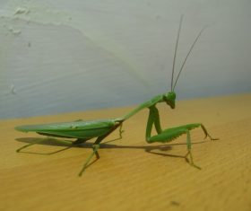 Green mantis Stock Photo 10