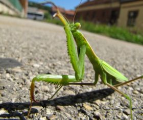 Green mantis Stock Photo 11