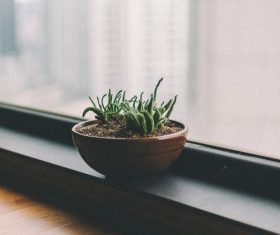 Green plants by the window Stock Photo