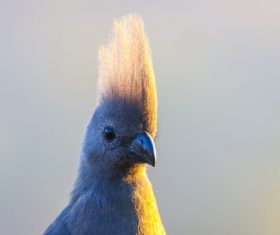 Grey Plantain-eater head close-up Stock Photo