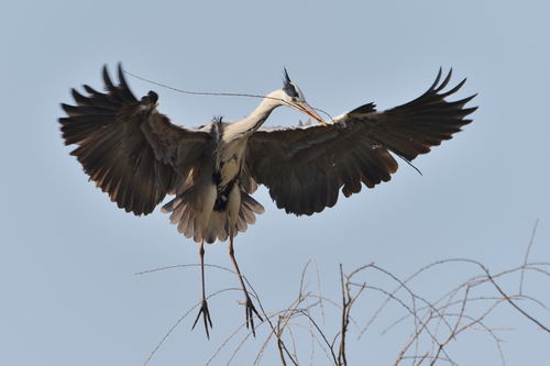 Heron carrying a branch Stock Photo 01