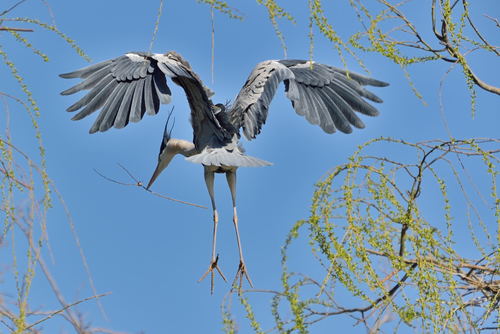 Heron carrying a branch Stock Photo 02
