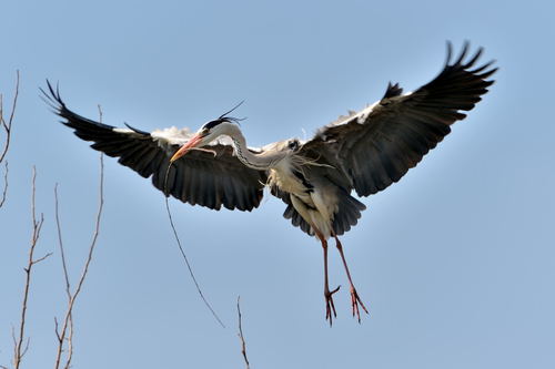 Heron carrying a branch Stock Photo 03