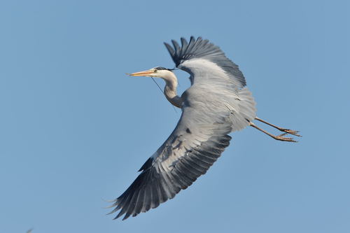 Heron carrying a branch Stock Photo 04