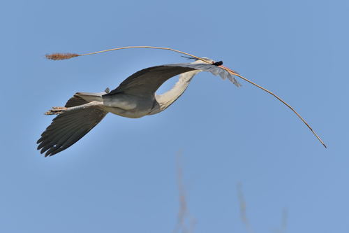 Heron carrying a branch Stock Photo 05