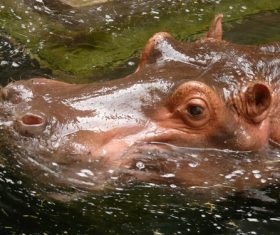 Hippo head exposed surface of the water Stock Photo 01