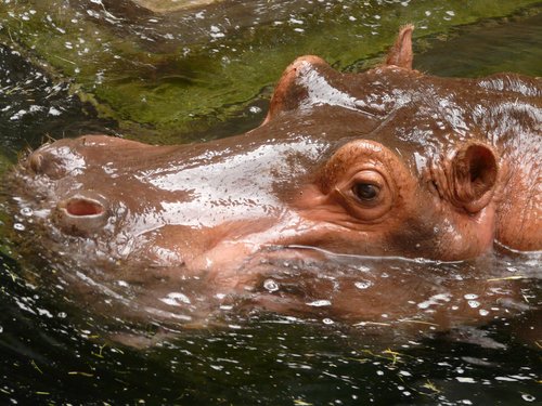 Hippo head exposed surface of the water Stock Photo 01