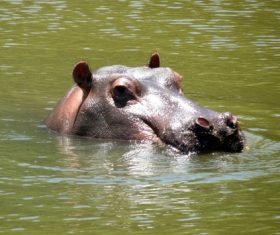 Hippo head exposed surface of the water Stock Photo 02