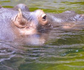 Hippo head exposed surface of the water Stock Photo 03