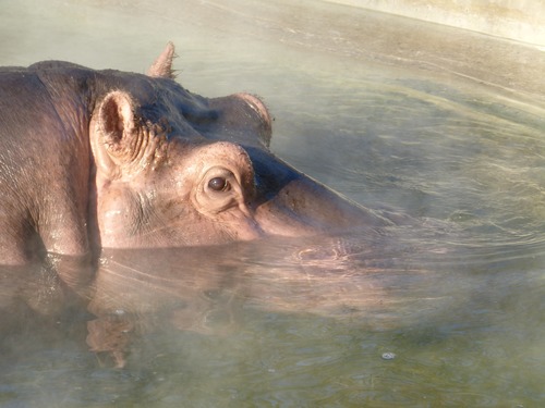 Hippo head exposed surface of the water Stock Photo 04
