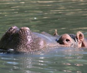 Hippo head exposed surface of the water Stock Photo 05