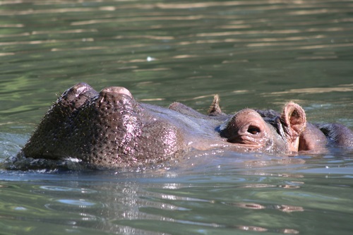 Hippo head exposed surface of the water Stock Photo 05