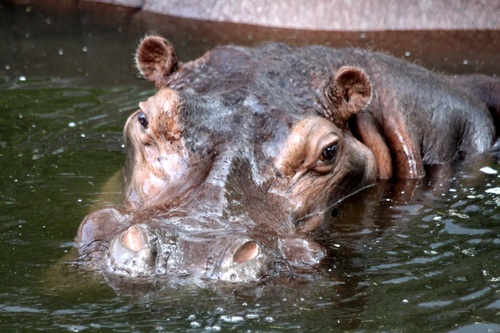 Hippo head exposed surface of the water Stock Photo 07