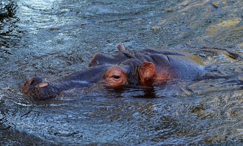 Hippo head exposed surface of the water Stock Photo 08