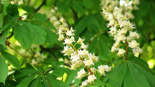 Horse chestnut flower Stock Photo 02