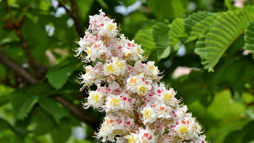 Horse chestnut flower Stock Photo 03
