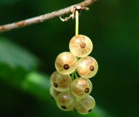 Immature gooseberry Stock Photo 01