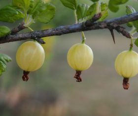 Immature gooseberry Stock Photo 02