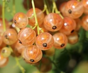 Immature gooseberry Stock Photo 03