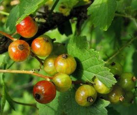 Immature gooseberry Stock Photo 04