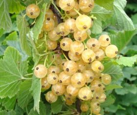 Immature gooseberry Stock Photo 05